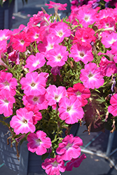 Sanguna Patio Pink Morn Petunia (Petunia 'Sanguna Patio Pink Morn') at A Very Successful Garden Center
