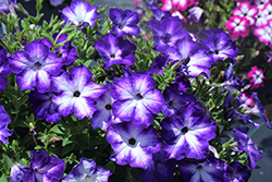 Sanguna Patio Radiant Dark Blue Petunia (Petunia 'Sanguna Patio Radiant Dark Blue') at A Very Successful Garden Center