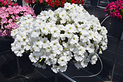 Sanguna White Petunia (Petunia 'Sanguna White') at A Very Successful Garden Center