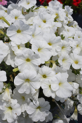 Sanguna White Petunia (Petunia 'Sanguna White') at A Very Successful Garden Center