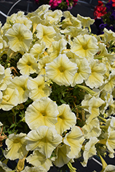 Sanguna Yellow Petunia (Petunia 'Sanguna Yellow') at A Very Successful Garden Center