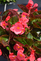 Bionic Green Leaf Pink Begonia (Begonia 'Bionic Green Leaf Pink') at A Very Successful Garden Center