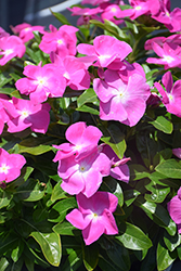 Cora XDR Orchid (Catharanthus roseus 'Cora XDR Orchid') at Lakeshore Garden Centres