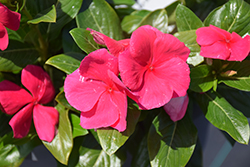 Cora XDR Punch (Catharanthus roseus 'Cora XDR Punch') at Lakeshore Garden Centres