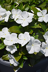 Cora XDR White (Catharanthus roseus 'Cora XDR White') at Lakeshore Garden Centres