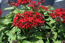 BeeBright Red Star Flower (Pentas lanceolata 'BeeBright Red') at Lakeshore Garden Centres