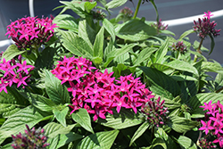 BeeBright Violet Star Flower (Pentas lanceolata 'BeeBright Violet') at A Very Successful Garden Center