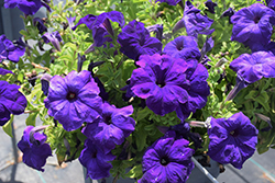 Duvet Blue Petunia (Petunia 'Duvet Blue') at A Very Successful Garden Center