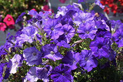 FlashForward Blue Petunia (Petunia 'FlashForward Blue') at A Very Successful Garden Center