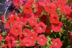 FlashForward Red Petunia (Petunia 'FlashForward Red') at Lakeshore Garden Centres