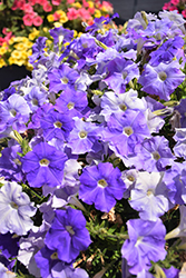 FlashForward Sky Blue Petunia (Petunia 'FlashForward Sky Blue') at A Very Successful Garden Center