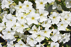 FlashForward White Petunia (Petunia 'FlashForward White') at A Very Successful Garden Center