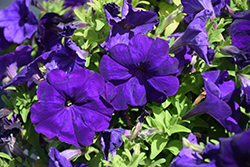 Damask Blue Petunia (Petunia 'Damask Blue') at A Very Successful Garden Center