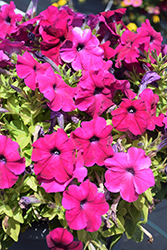 Damask Purple Petunia (Petunia 'Damask Purple') at A Very Successful Garden Center