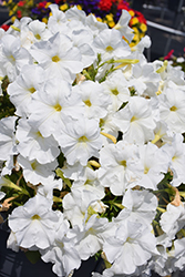 Damask White Petunia (Petunia 'Damask White') at A Very Successful Garden Center