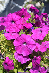 Damask Violet Petunia (Petunia 'Damask Violet') at Lakeshore Garden Centres