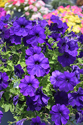 FotoFinish Blue Petunia (Petunia 'FotoFinish Blue') at A Very Successful Garden Center
