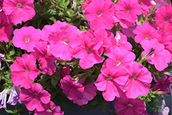 FotoFinish Pink Petunia (Petunia 'FotoFinish Pink') at A Very Successful Garden Center