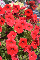 FotoFinish Red Petunia (Petunia 'FotoFinish Red') at Lakeshore Garden Centres