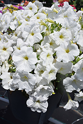 FotoFinish White Petunia (Petunia 'FotoFinish White') at A Very Successful Garden Center