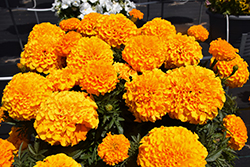 Antigua Orange Marigold (Tagetes erecta 'Antigua Orange') at A Very Successful Garden Center