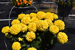 Antigua Yellow Marigold (Tagetes erecta 'Antigua Yellow') at A Very Successful Garden Center