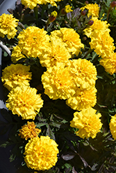 Happy Yellow Marigold (Tagetes patula 'Happy Yellow') at A Very Successful Garden Center