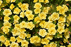 Superbells Double Yellow Calibrachoa (Calibrachoa 'WNCALSBDBLYEL23') at A Very Successful Garden Center