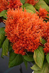 Glorious Orange Celosia (Celosia plumosa 'Glorious Orange') at A Very Successful Garden Center