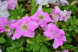 Success! HD Light Pink Petunia (Petunia 'Success! HD Light Pink') at A Very Successful Garden Center