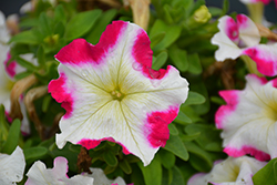 Success! HD Rose Star Petunia (Petunia 'Success! HD Rose Star') at A Very Successful Garden Center