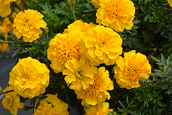 Super Hero Deep Yellow Marigold (Tagetes patula 'Super Hero Deep Yellow') at A Very Successful Garden Center