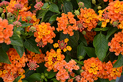 Evita Orange Lantana (Lantana 'Evita Orange') at A Very Successful Garden Center