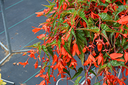 Groovy Orange Begonia (Begonia boliviensis 'Groovy Orange') at A Very Successful Garden Center