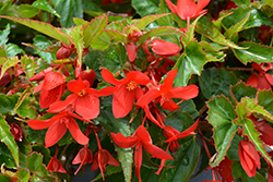 Groovy Red Begonia (Begonia boliviensis 'Groovy Red') at Stonegate Gardens