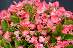 Super Cool Blush Begonia (Begonia 'Super Cool Blush') at A Very Successful Garden Center