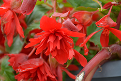 Illumination Scarlet Begonia (Begonia 'Illumination Scarlet') at A Very Successful Garden Center