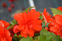 Nonstop Joy Orange Begonia (Begonia 'Nonstop Joy Orange') at A Very Successful Garden Center