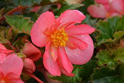 Nonstop Joy Rose Picotee Begonia (Begonia 'Nonstop Joy Rose Picotee') at Lakeshore Garden Centres