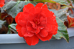 Nonstop Mocca Deep Red Begonia (Begonia 'Nonstop Mocca Deep Red') at Lakeshore Garden Centres