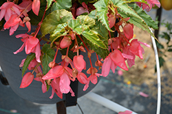 Funky Light Pink Begonia (Begonia 'Funky Light Pink') at A Very Successful Garden Center