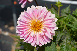 Lubega XL Pink Dahlia (Dahlia 'Lubega XL Pink') at Lakeshore Garden Centres