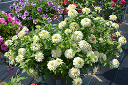 Zahara Double White Zinnia (Zinnia 'Zahara Double White') at A Very Successful Garden Center