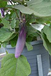 Asian Delight Eggplant (Solanum melongena 'Asian Delight') at A Very Successful Garden Center