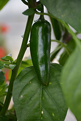 Pot-a-Peno Pepper (Capsicum annuum 'Pot-a-Peno') at A Very Successful Garden Center