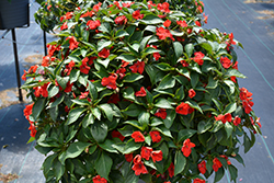 Beacon Bright Red Impatiens (Impatiens walleriana 'PAS1413665') at A Very Successful Garden Center