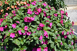 Beacon Violet Shades Impatiens (Impatiens walleriana 'PAS1357834') at A Very Successful Garden Center