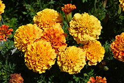 Strawberry Blonde Marigold (Tagetes patula 'Strawberry Blonde') at A Very Successful Garden Center