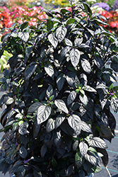 Black Pearl Ornamental Pepper (Capsicum annuum 'Black Pearl') at A Very Successful Garden Center