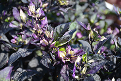 Purple Flash Ornamental Pepper (Capsicum annuum 'Purple Flash') at A Very Successful Garden Center